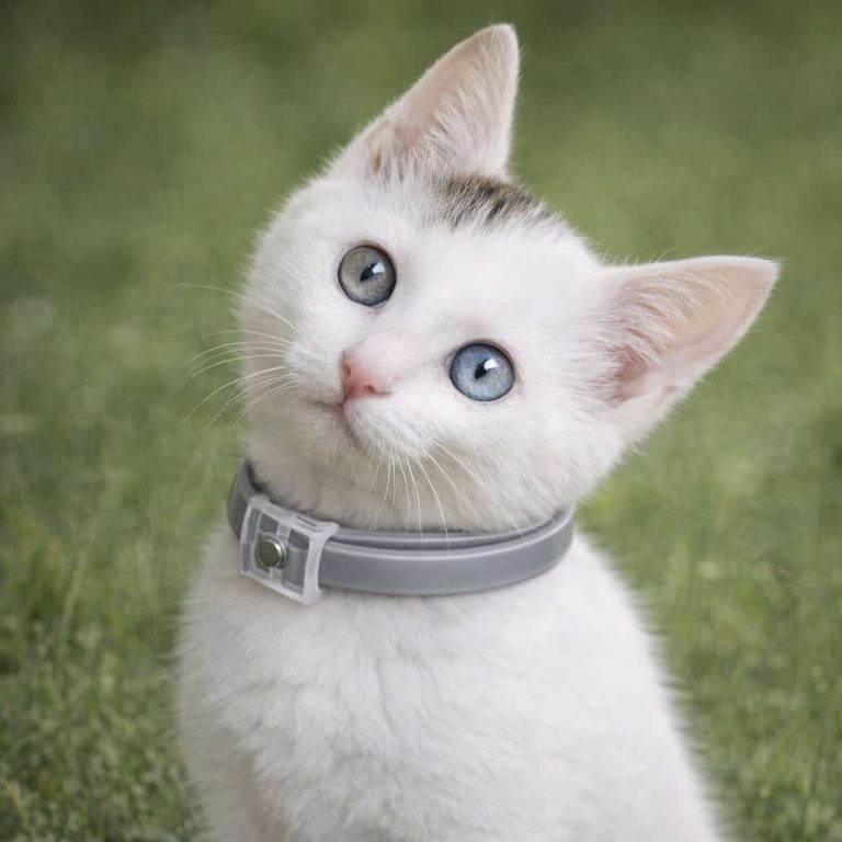 Cat Flea Collar, Natural Essential Oil 8 Months