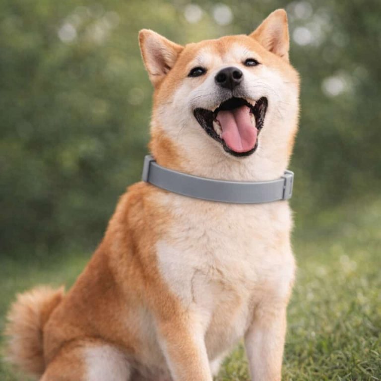 Flea Tick Collar, 8 Month Natural Protection