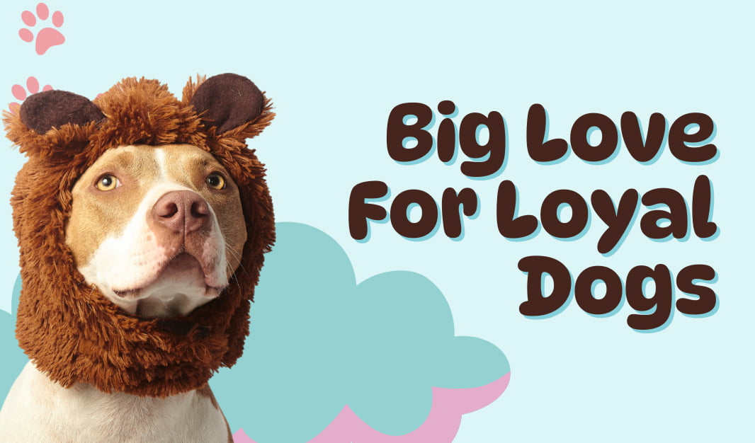 Big love for loyal dogs