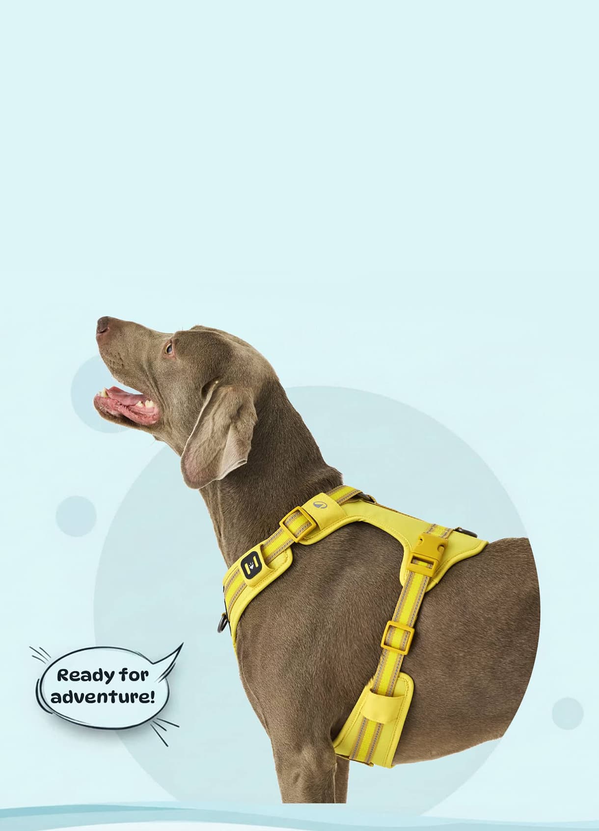 Leash and Harness