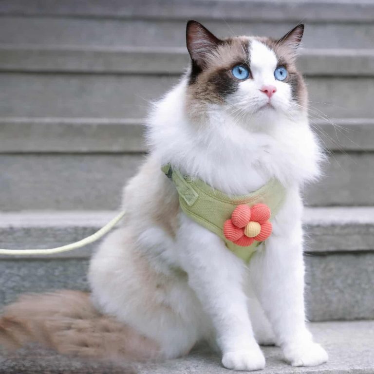 Escape-Proof Cat Vest with Mesh Padding