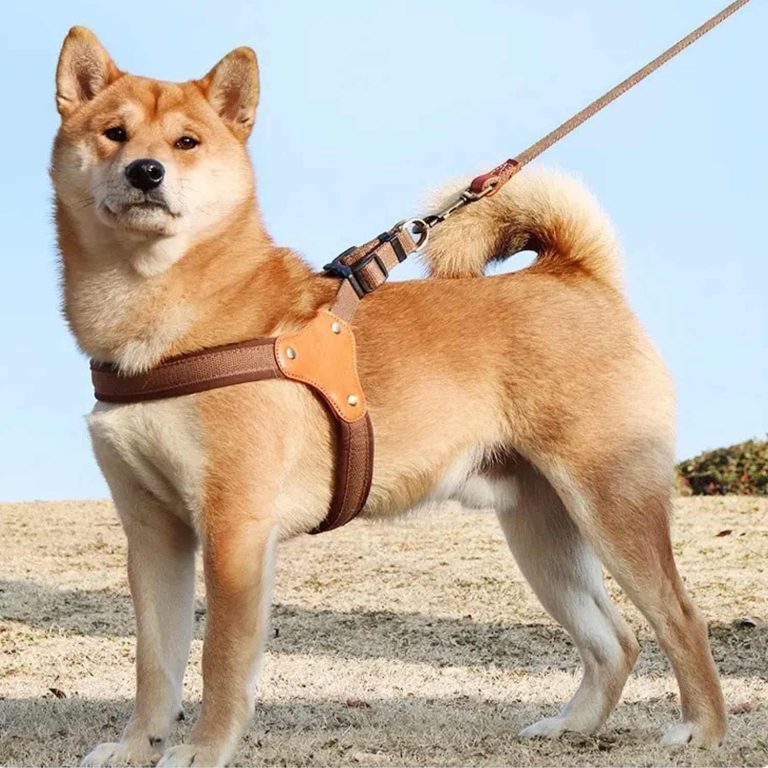 PU Leather Harness with Neoprene Lining