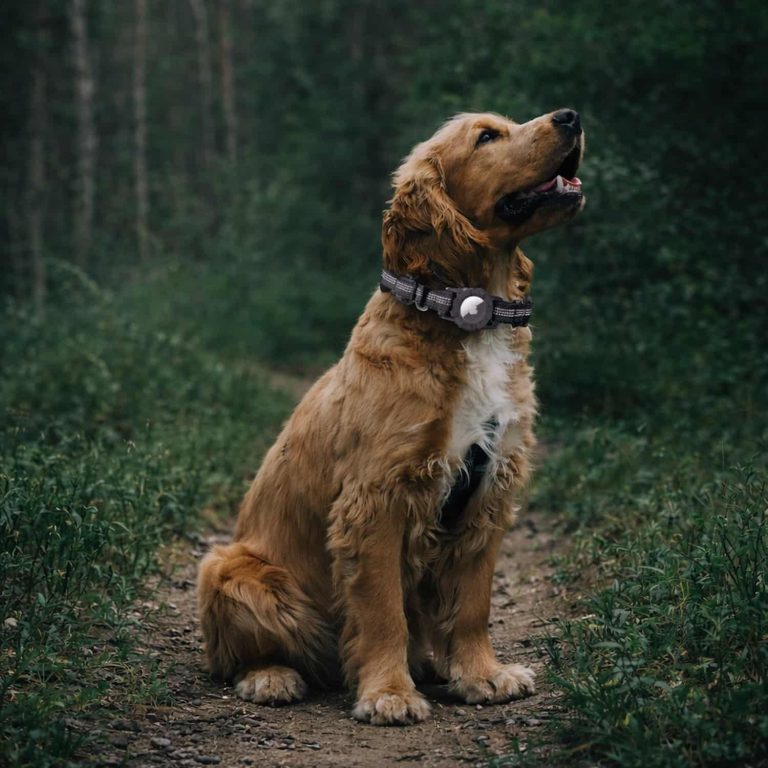 AirTag Dog Collar, IP68 Waterproof, Neoprene Padded, 360 Reflective