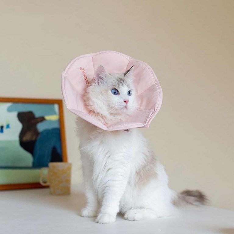 Soft Cat Recovery Cone, Waterproof, Wide Border, Post-Surgery
