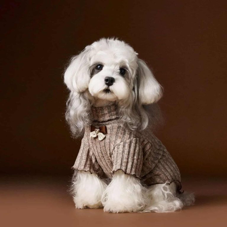 Stretch Knit Dog Shirt with Lace Bow Detail
