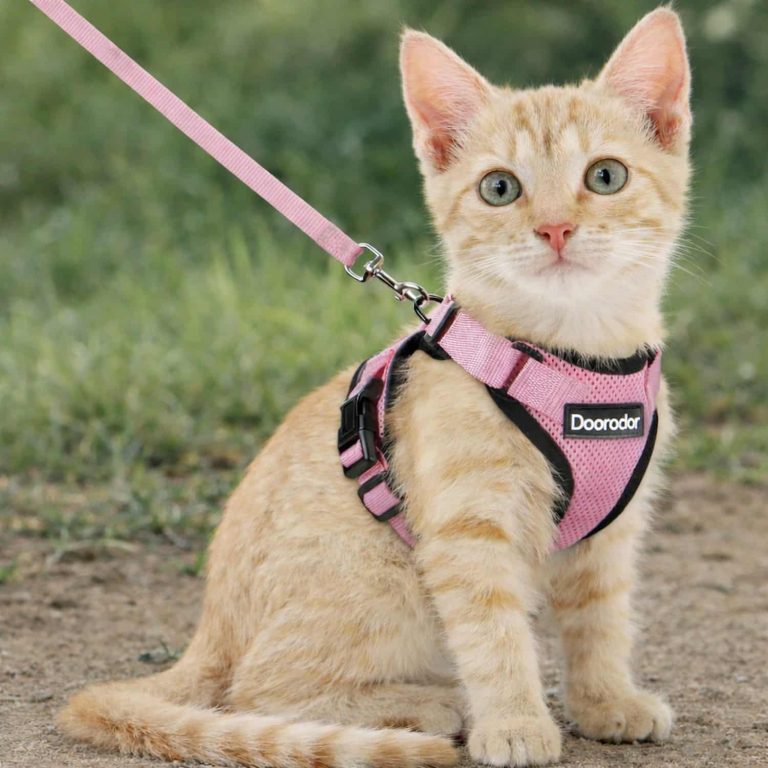 Cat Harness, Escape-Proof, Mesh, Leash Included