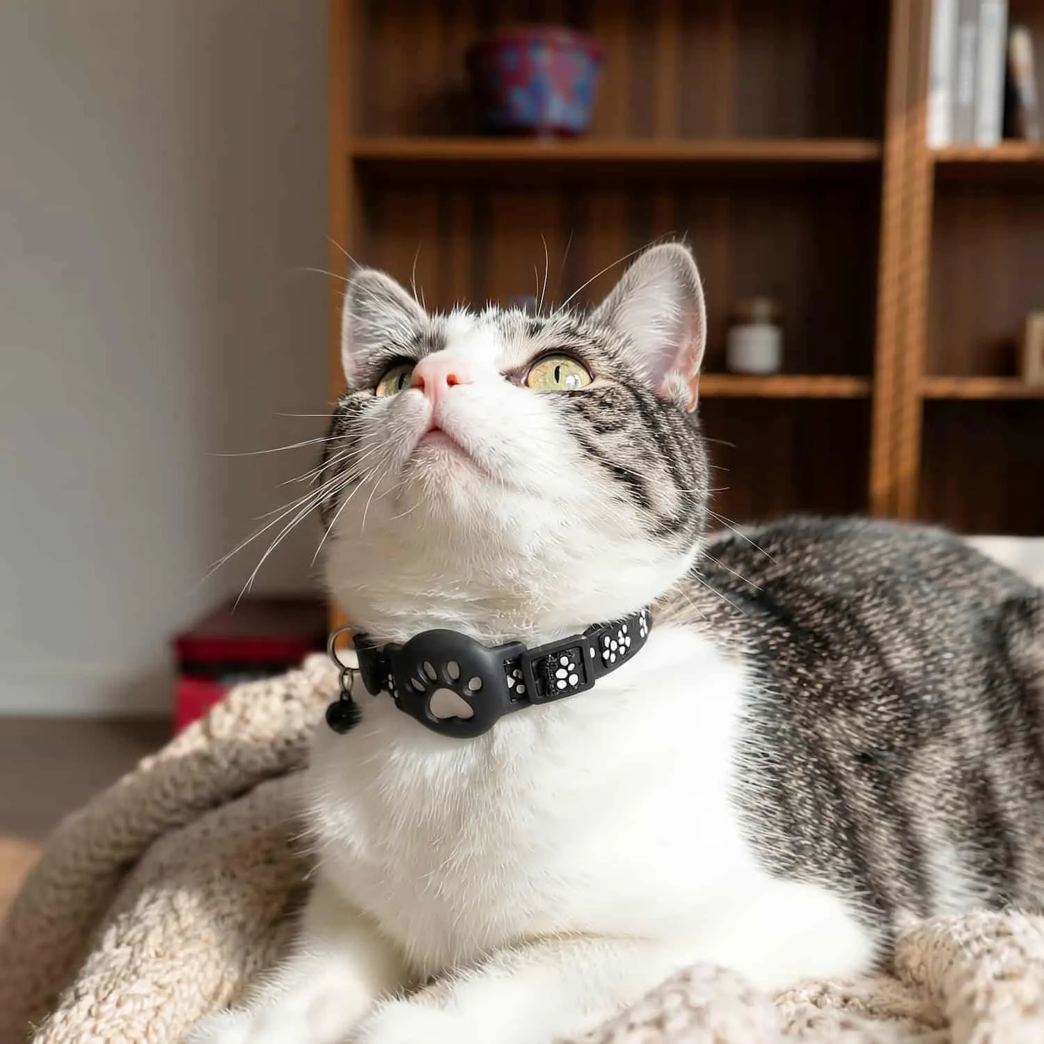 Black cat tracker collar with integrated GPS locator and paw print design on a cat