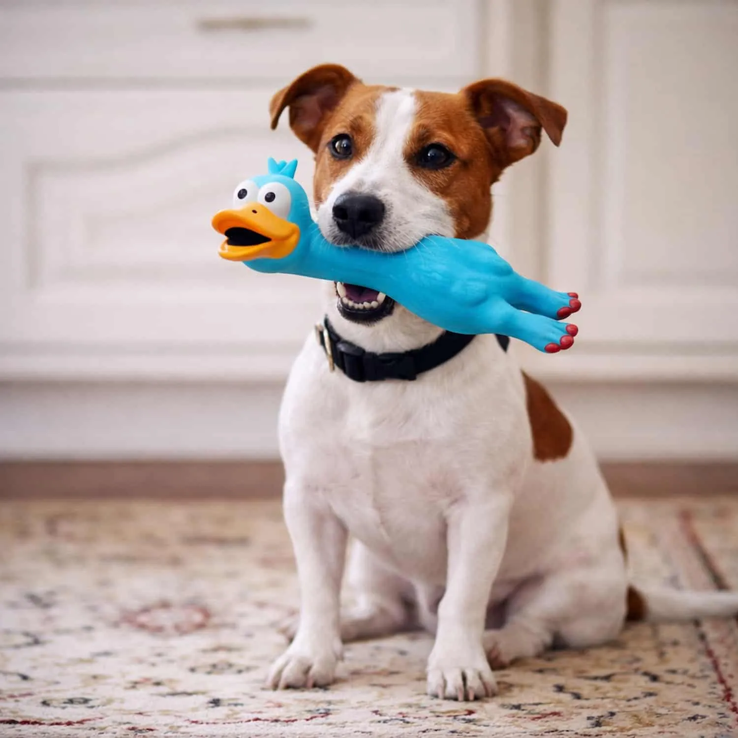 Three screaming chicken latex dog toys in blue, black, and red standing upright showing cartoon faces