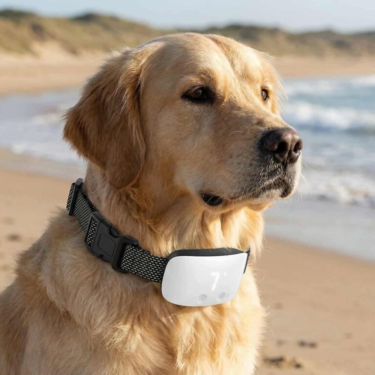 Anti Bark Collar with Smart Sensor That Ignores Other Dogs, 3 Modes, IP67, Rechargeable