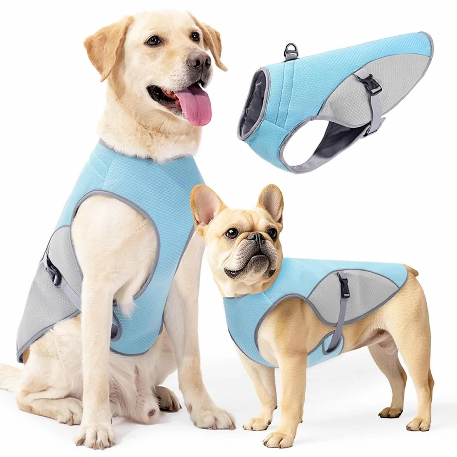 Blue and gray dog cooling vest with breathable mesh and reflective strips on a Labrador and French Bulldog