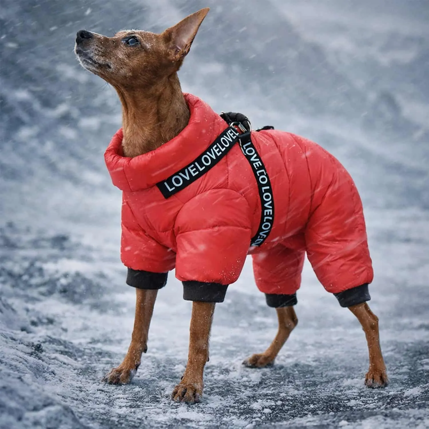 Red windproof dog snowsuit with four leg coverage and built in harness on a small dog in snow